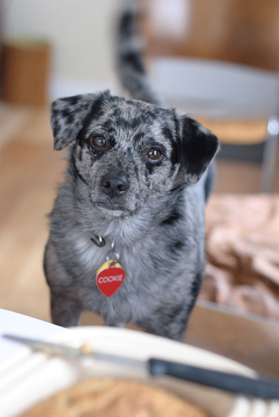 Dog wagging tail