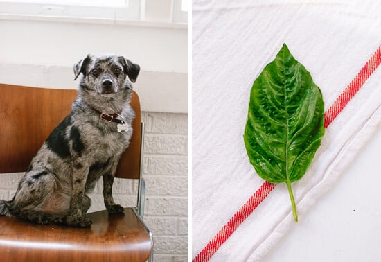 Cookie and basil