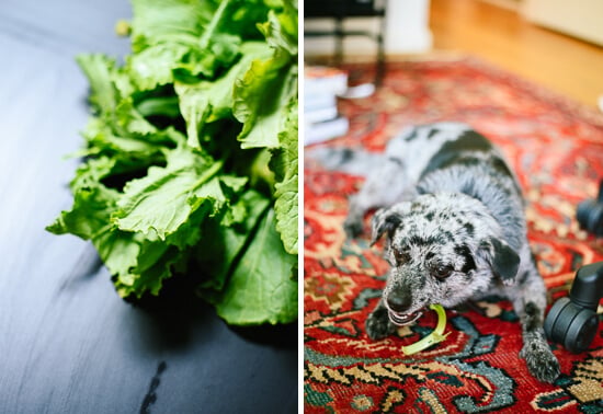 broccoli rabe