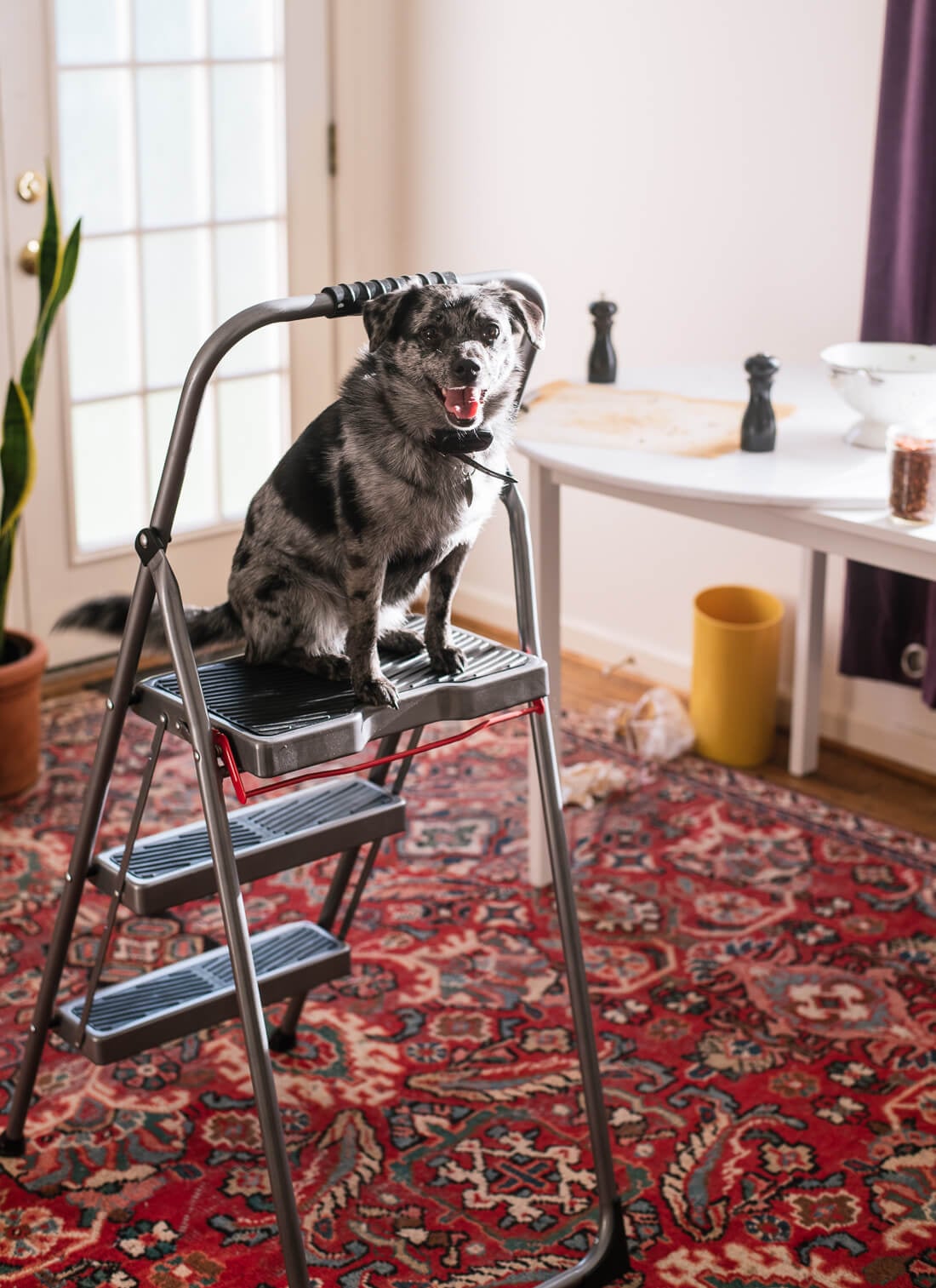 my dog on ladder